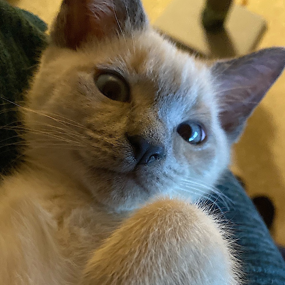 Meet your Posher, Patricia